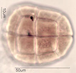 Acacia Pollen