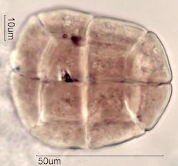 Acacia Pollen