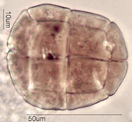 Acacia Pollen