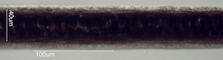 Opossum Hair