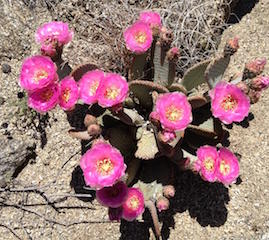 Cactus