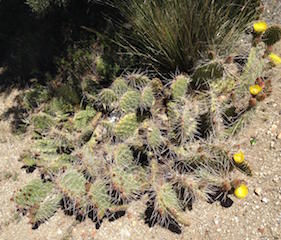 Cactus
