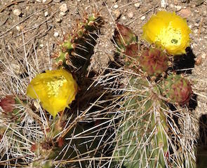 Cactus