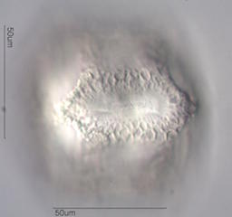 Cactus Pollen