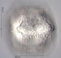 Cactus Pollen
