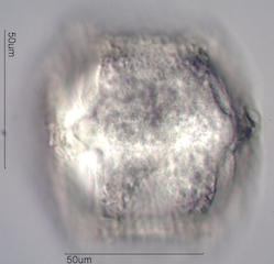 Cactus Pollen