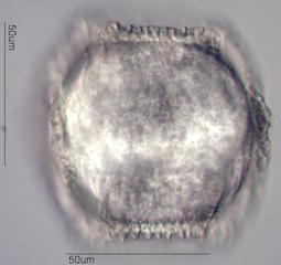 Cactus Pollen