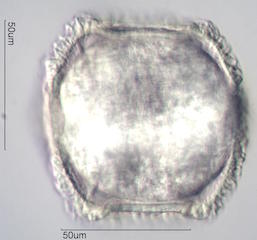 Cactus Pollen