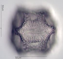 Cactus Pollen