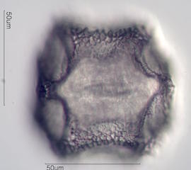 Cactus Pollen