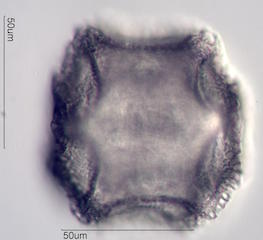 Cactus Pollen