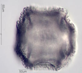 Cactus Pollen