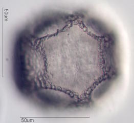 Cactus Pollen