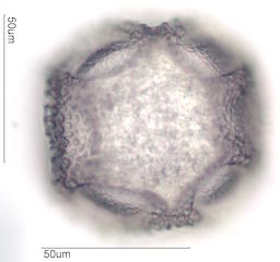 Cactus Pollen