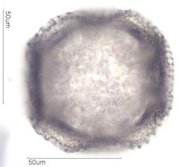 Cactus Pollen