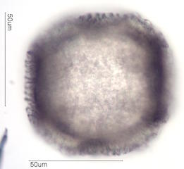 Cactus Pollen
