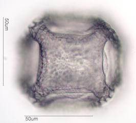 Cactus Pollen