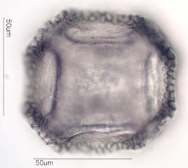 Cactus Pollen