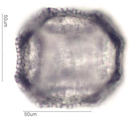 Cactus Pollen