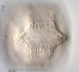 Cactus Pollen