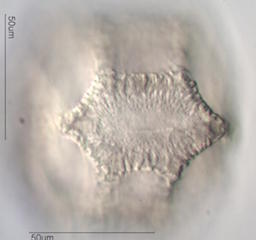 Cactus Pollen