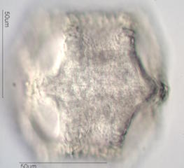 Cactus Pollen