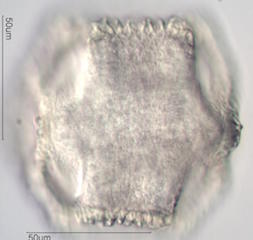 Cactus Pollen