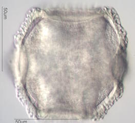 Cactus Pollen