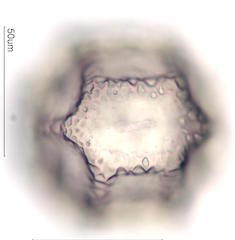 Cactus Pollen