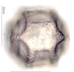 Cactus Pollen