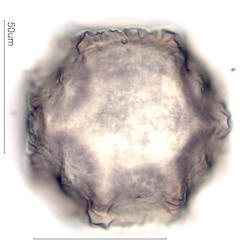 Cactus Pollen