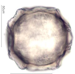 Cactus Pollen