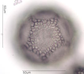 Cactus Pollen