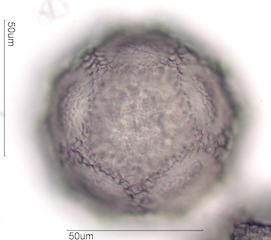 Cactus Pollen