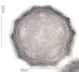 Acacia Pollen