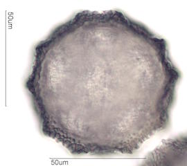 Cactus Pollen