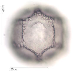 Cactus Pollen