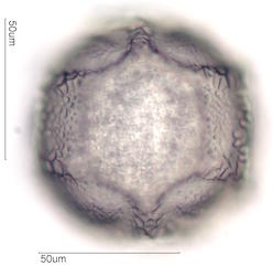 Cactus Pollen