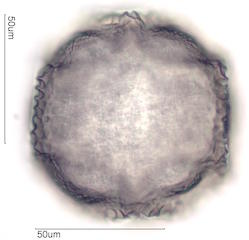 Cactus Pollen