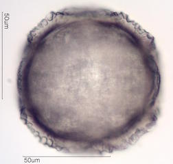Cactus Pollen