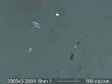 Organic Particles From An LTC