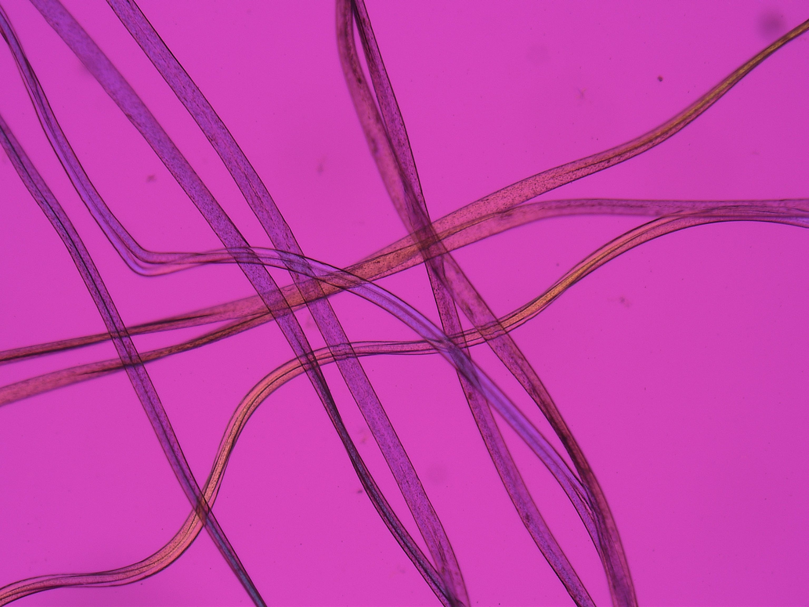 Orlon Fiber