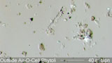 Outside Airborne Phytolith