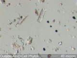 Outside Airborne Phytolith