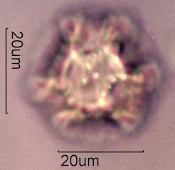 Prickly Sow Thistle Pollen