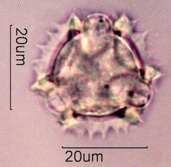 Prickly Sow Thistle Pollen