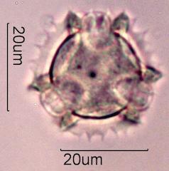 Prickly Sow Thistle Pollen