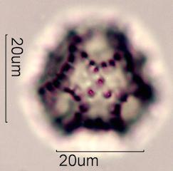Prickly Sow Thistle Pollen