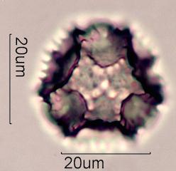 Prickly Sow Thistle Pollen