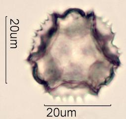 Prickly Sow Thistle Pollen